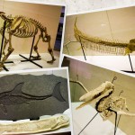 虎と魚と魚竜と歯のある鳥の化石