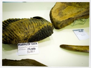 マンモスの歯の化石