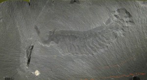 バージェス頁岩から見出されたオパビニアの化石（米国、スミソニアン博物館所蔵）